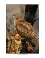 5798 red-tailed hawk